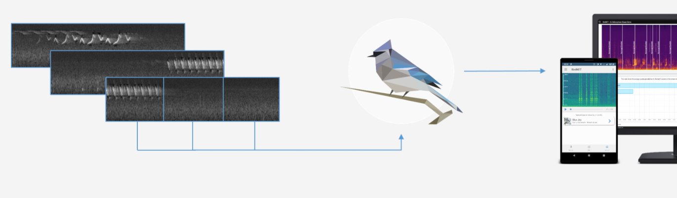 Lire la suite à propos de l’article Identifier les oiseaux par leurs chants